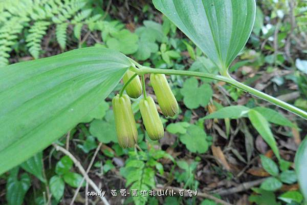 (百合科)台灣寶鐸花