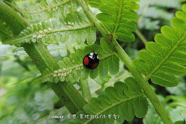 (瓢蟲科)赤星瓢蟲