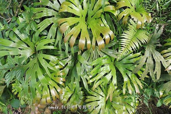 (雙扇蕨科)雙扇蕨