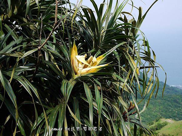 (露兜樹科)山露兜又稱山林投