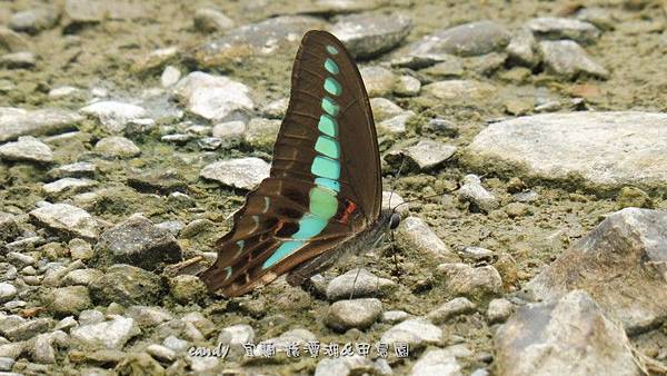 (鳳蝶科)青帶鳳蝶