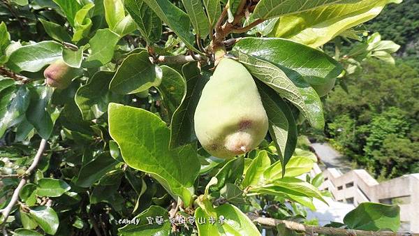 (桑科)薜茘