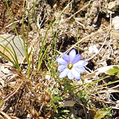 (龍膽科)阿里山龍膽