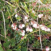 (杜鵑花科)高山白珠樹