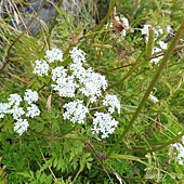 (繖形花科)玉山茴芹