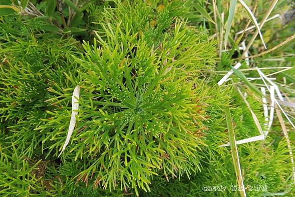 (菊科)細葉山艾