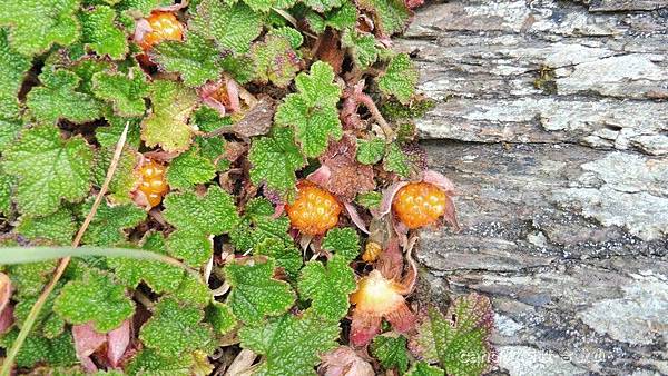 (薔薇科)玉山懸鉤子