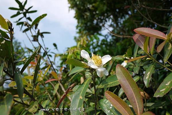 (山茶科)大頭茶