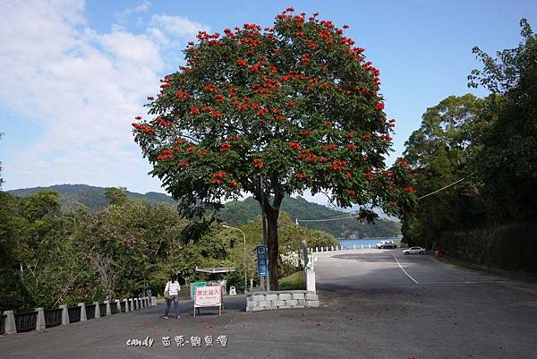 (紫葳科)火焰木