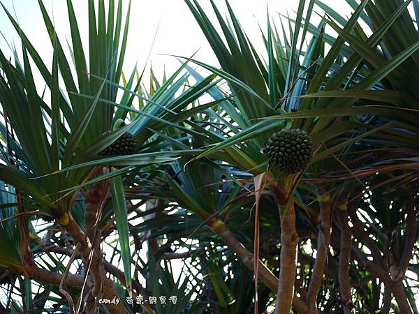 (露兜樹科)紅刺露兜樹，根狀似章魚又稱為紅章魚樹。