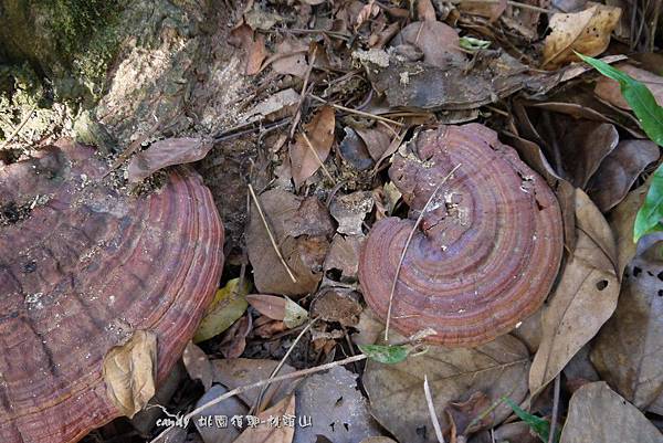 (多孔菌科)赤芝