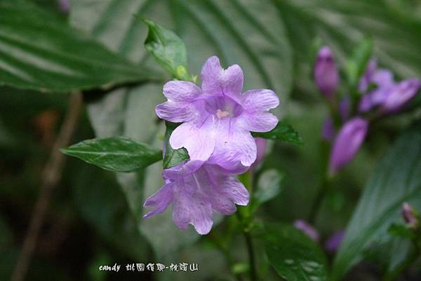 (爵床科)馬藍又稱大菁，葉面光亮無毛，花較大朵。說到「馬藍」也許比較少人知道，但提起「大青」，可能就不同了，喜愛藍染的一定都知道「染布青」這種植物，她的莖葉就是藍染的顏色素材。