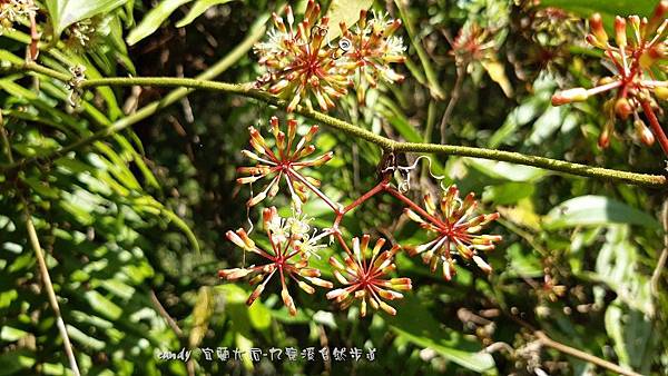 (菝葜科)假菝葜花