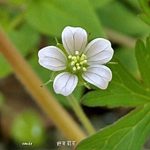 (牻牛兒苗科)野老鸛草-花