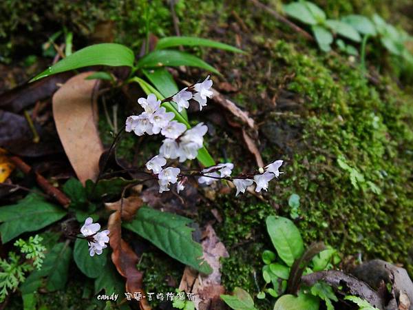 (爵床科)哈哼花