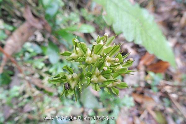 (百合科)台灣胡麻花