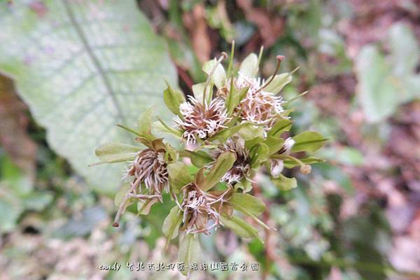 (百合科)台灣胡麻花