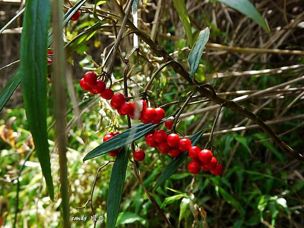 ( 紫金牛科)百兩金，葉子細長，果紅色。