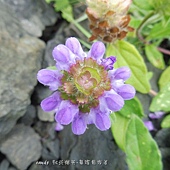 (唇形花科)夏枯草