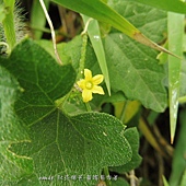 (瓜科)天花別名野毛瓜