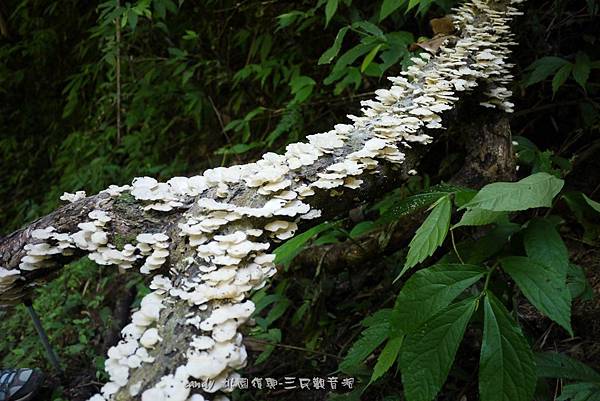 (多孔菌科)略薄多孔菌