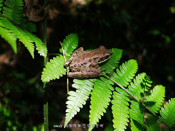 (赤蛙科)斯文豪氏赤蛙