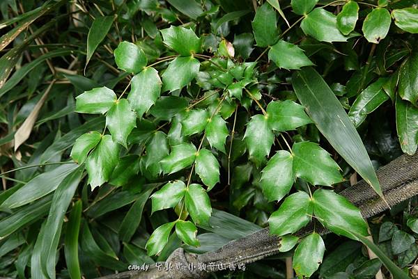 (小檗科)十大功勞