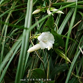 (龍膽科)台北肺形草-花萼萼片較短