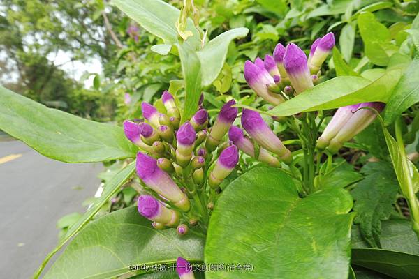 (紫葳科)蒜香藤