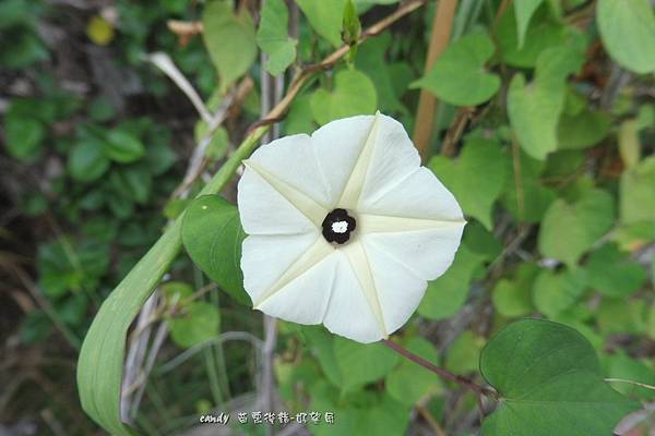 (旋花科)野牽牛、姬牽牛