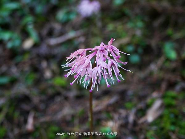 (百合科)台灣胡麻花