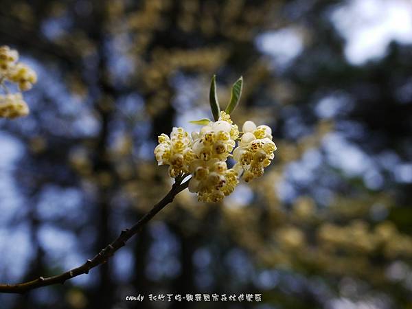 (樟科)山胡椒(馬告)