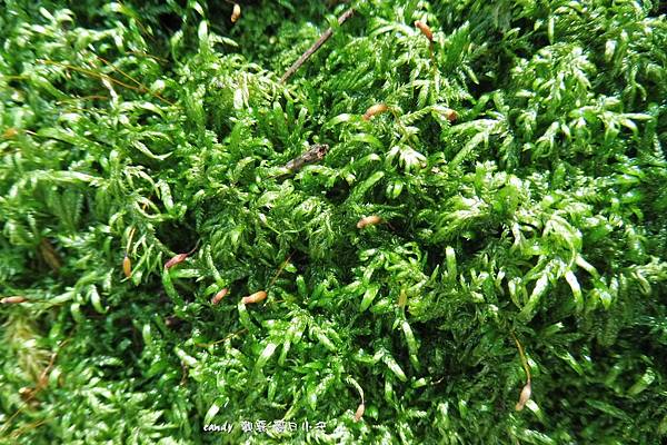 (灰蘚科)柏狀灰蘚