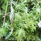 (珠苔科)珠苔,枯葉旁有兩顆小小的綠色小珠珠，那是珠苔的球形孢蒴。