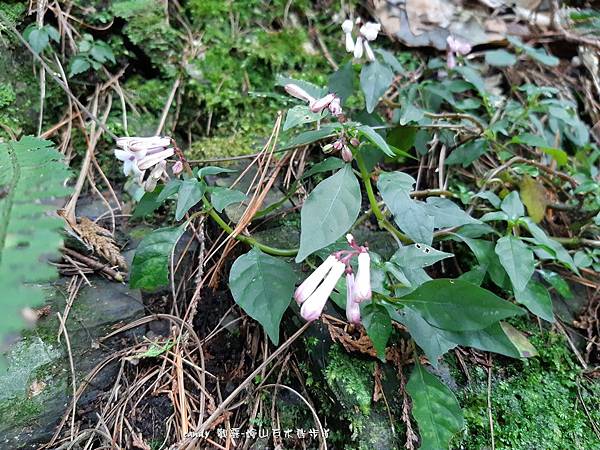 (茜草科)蛇根草