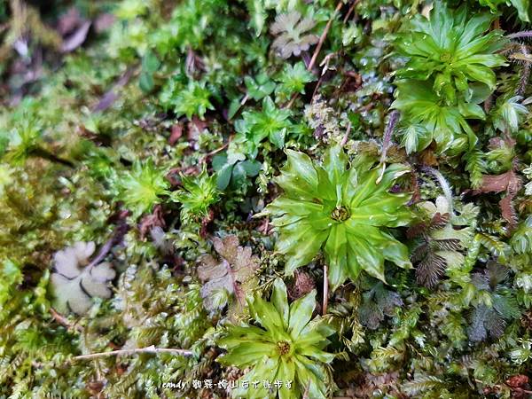 (真苔科)暖地大葉苔