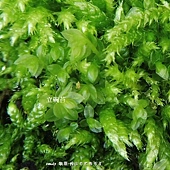 葫蘆苔科(Funariaceae)的立碗苔屬(Physcomitrium)植物