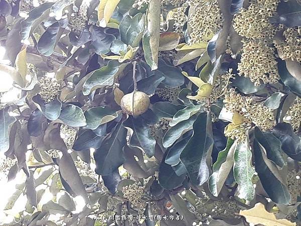 (梧桐科)銀葉樹