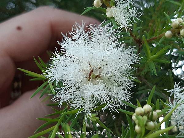 (桃金孃科)澳洲茶樹