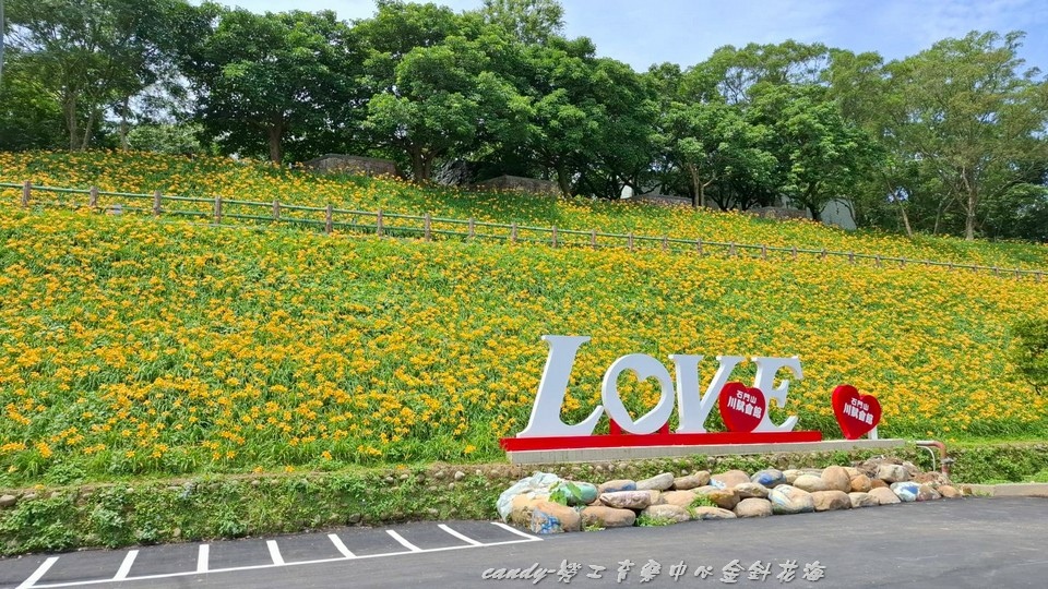 ❤♡石門勞工育樂中心金針花海