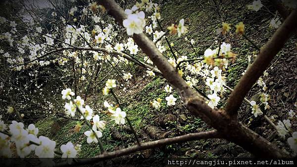 藏酒私密景點-梅花園 (1).jpg