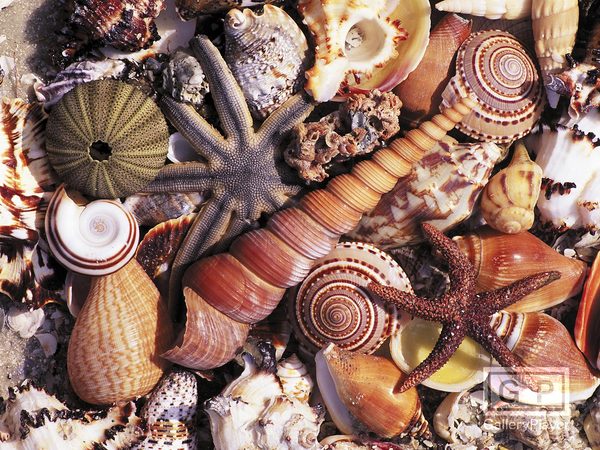 GalleryPlayer-23_Shells.jpg