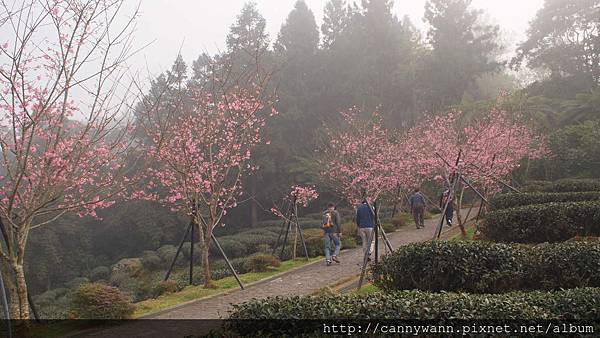 鹿谷鳳凰茶園 (17)