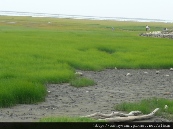 清水高美濕地 (2).JPG