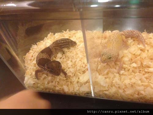 2015-07-28 17.39.08-1