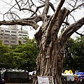 DSC03490.JPG