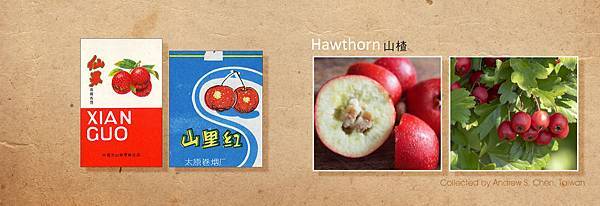 Hawthorn 山楂