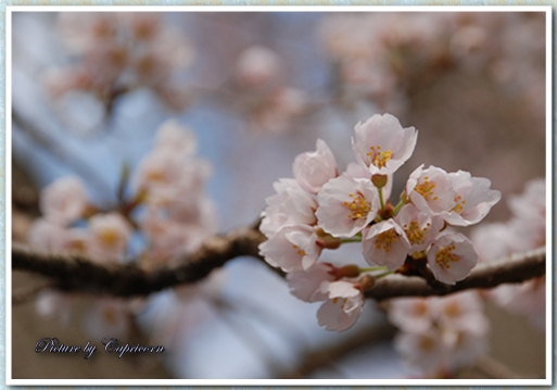 Cherry Blossom