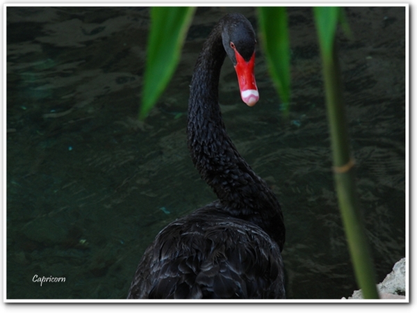 Black Swan