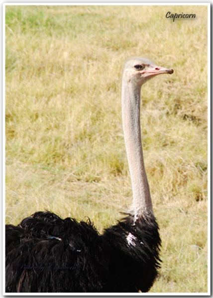 Living Desert Zoo